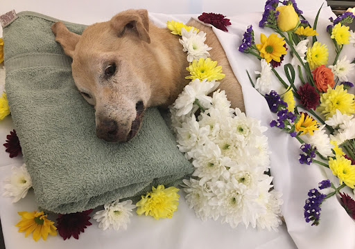 Pet Cremation ghaziabad