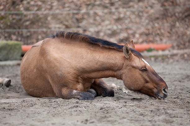 Horse Cremation
